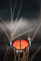 A striking monarch butterfly perched - Credits: pexels