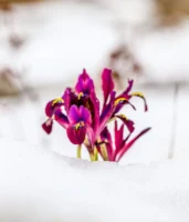 A striking purple iris flower - Credits: pexels
