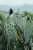 Detailed image of cactus leaves - Credits: pexels