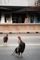 A pair of roosters amble - Credits: pexels