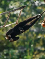 Close-up of a gibbon swinging - Credits: pexels