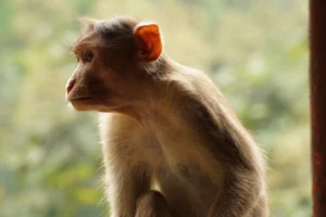 Close-up portrait of a Rhesus - Credits: pexels