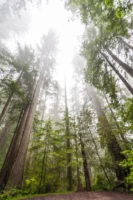 Tall redwood trees shrouded in - Credits: pexels