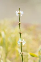Close-up of white flowers on - Credits: pexels