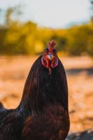 Portrait of a vibrant hen - Credits: pexels
