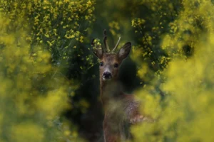 Roe deer with small antlers - Credits: pexels