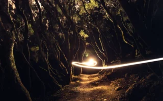 Enigmatic forest path illuminated by - Credits: pexels