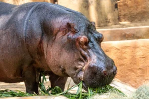 A hippopotamus munches on grass - Credits: pexels