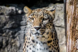 Intense gaze of a leopard - Credits: pexels