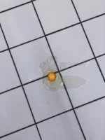 A raw egg accidentally dropped - Credits: pexels