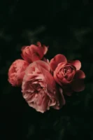 Beautiful pink roses in moody - Credits: pexels