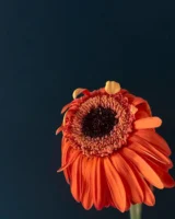 Stunning close-up of an orange - Credits: pexels