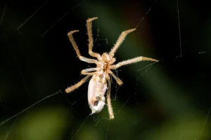 Detailed macro shot of a - Credits: pexels