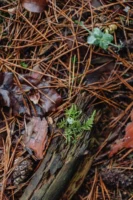 Detailed view of moss growing - Credits: pexels