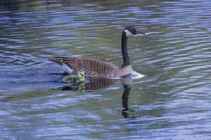 A Canada goose with a - Credits: pexels