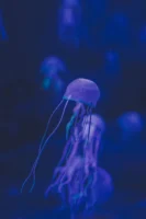 Close-up of a glowing jellyfish - Credits: pexels