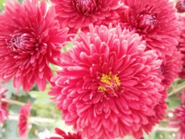 Close-up of vibrant pink chrysanthemums - Credits: pexels