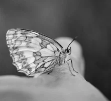  - Credits: pexels