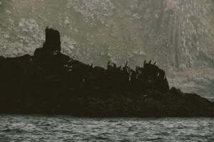 Dramatic cliffside with silhouetted seabirds - Credits: pexels