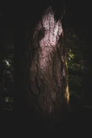 Dark tree bark illuminated by - Credits: pexels