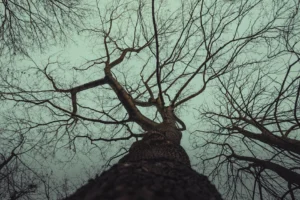 Silhouetted tree branches against moody - Credits: pexels