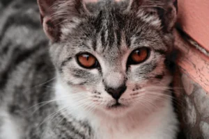 Adorable close-up of a cute - Credits: pexels