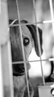 Captured in monochrome, the dog's - Credits: pexels