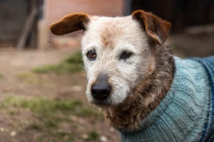A senior dog with one - Credits: pexels