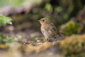 Fledgling - Credits: pexels