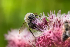 Close-up of a bumblebee gathering - Credits: pexels