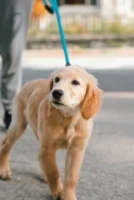 Cute golden retriever puppy on - Credits: pexels