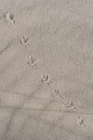 Bird footprints traverse soft sand, - Credits: pexels