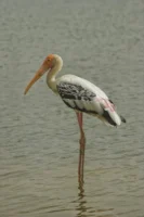 A painted stork wading in - Credits: pexels