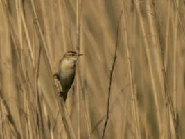 A Sedge Warbler perches among - Credits: pexels