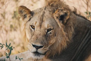Close-up of a majestic lion - Credits: pexels