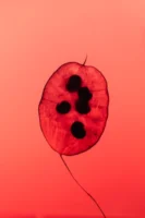 Artistic capture of a red - Credits: pexels