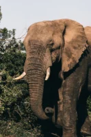 A tranquil elephant stands serenely - Credits: pexels