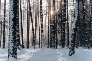 A tranquil snowy forest in - Credits: pexels
