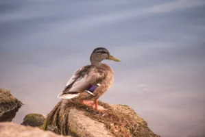 A serene mallard duck perched - Credits: pexels