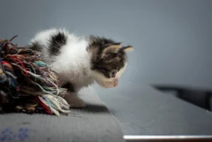 Charming kitten with fluffy fur - Credits: pexels